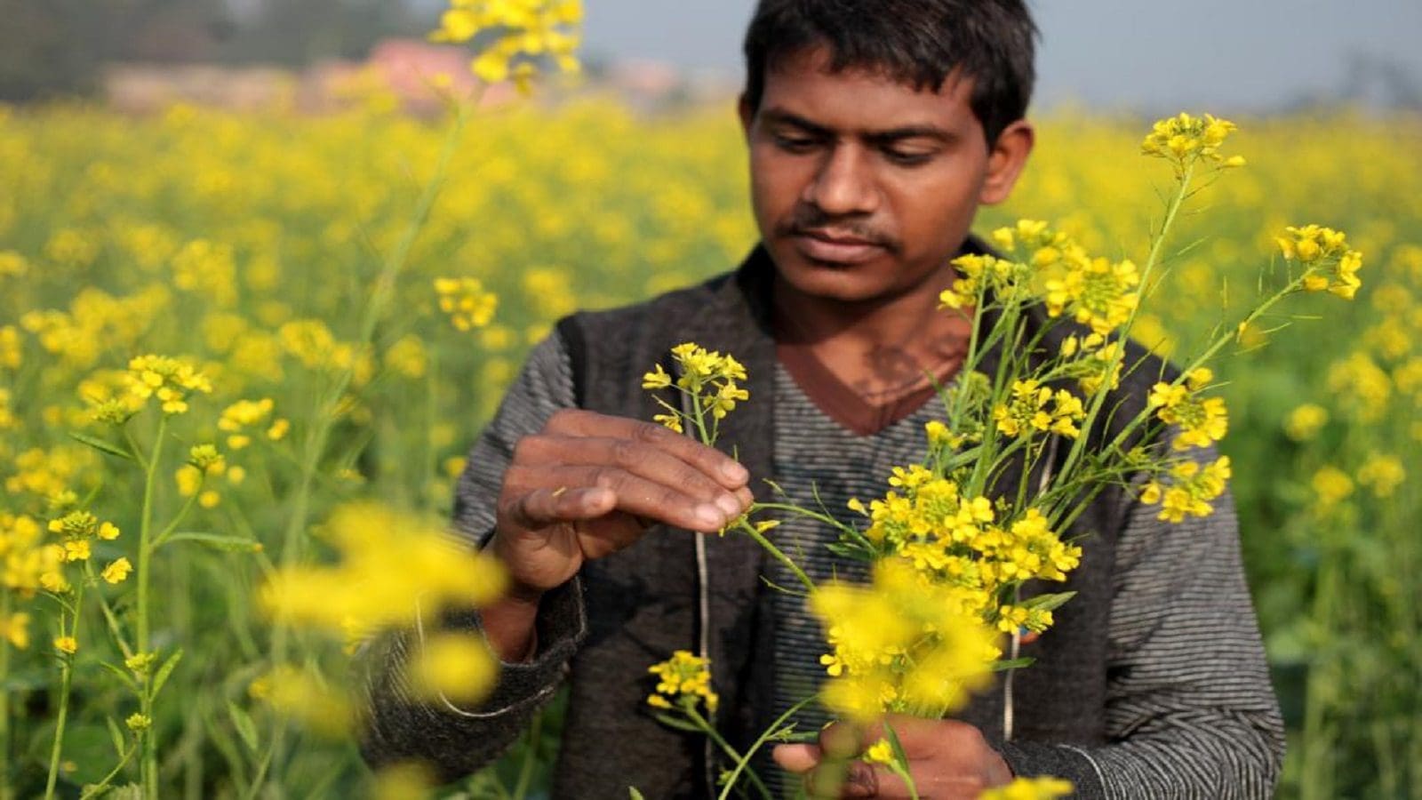 Indian rapeseed growers beseech government to raise palm oil import tax to rescue crashing domestic prices