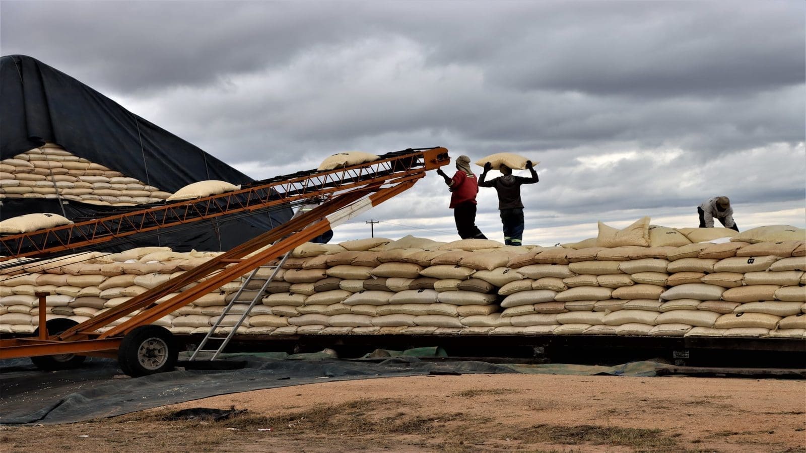 Zimbabwe suspends grain imports after a bumper harvest