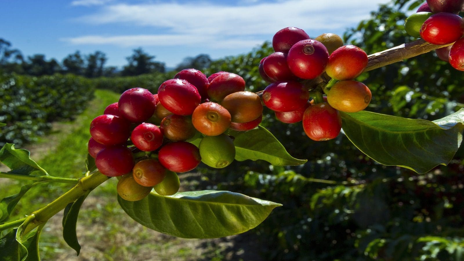 French agricultural merchant LDC celebrates 10 years of coffee origination in Ethiopia 