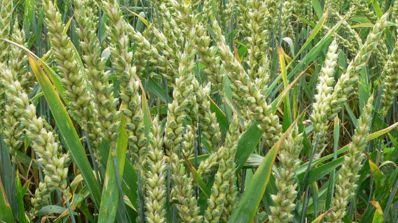 New wheat varieties lauded for mitigating rust disease, increasing yield in Ethiopia