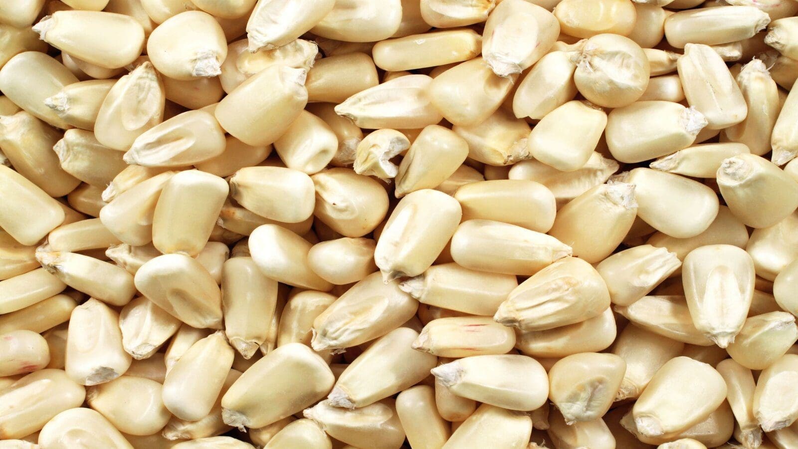 Maize prices in Kenya drop 13% on increased production in 2023