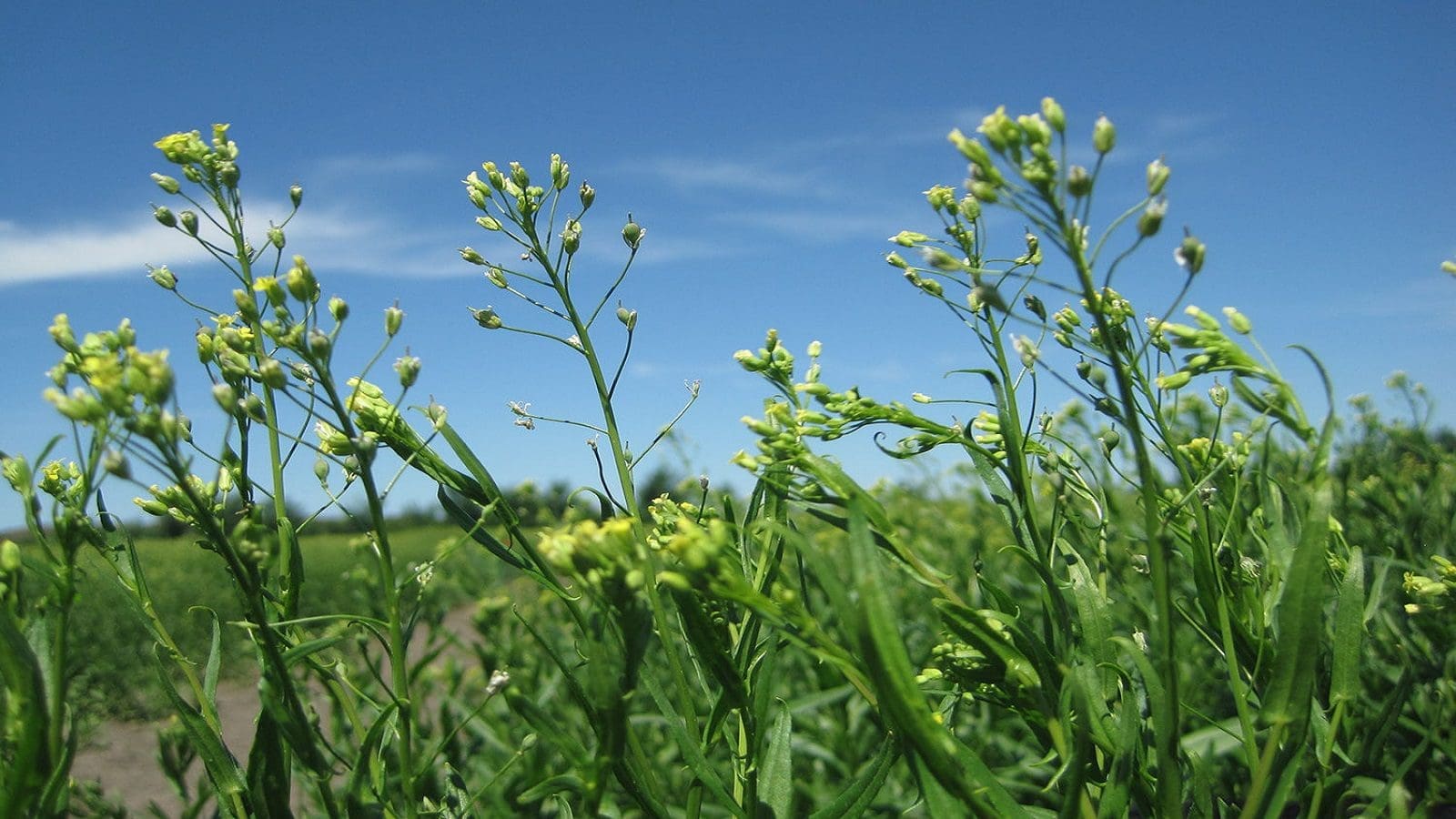 Louis Dreyfus invests in sustainable cultivation of Camelina sativa in South America 