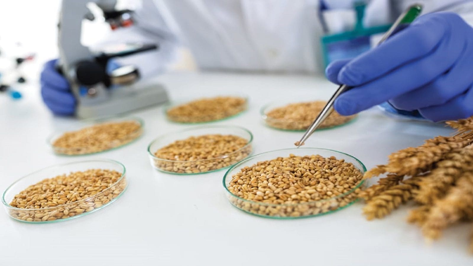 EFSA launches novel tool to screen proteins linked to celiac disease