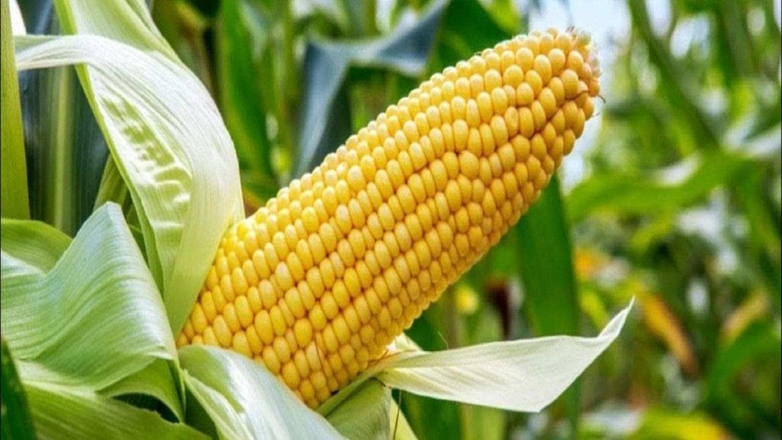 Kenya’s maize production falls by over 10M bags in five years: KNBS