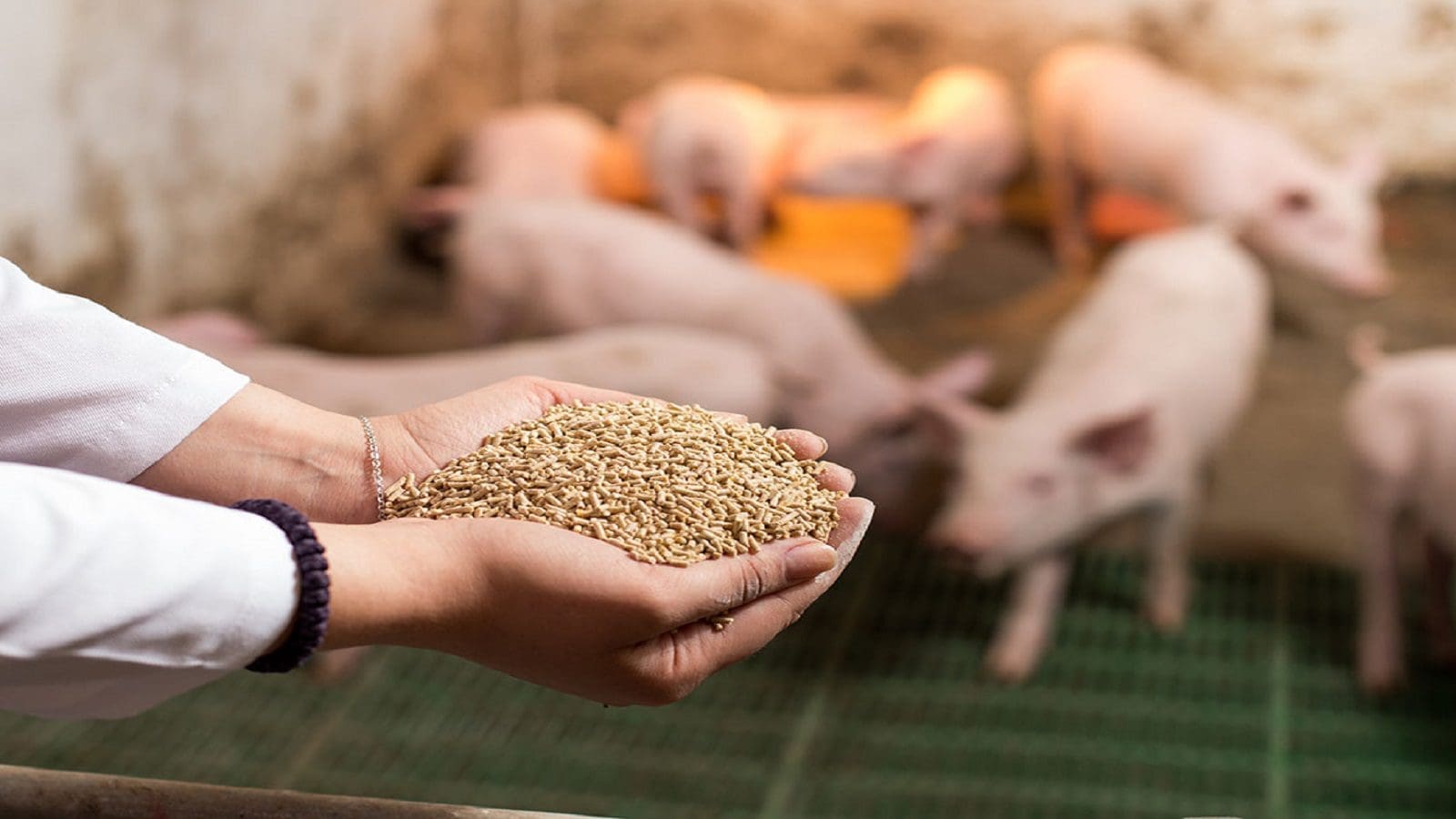 Study investigates feed mill decontamination methods to combat viral risks in swine industry