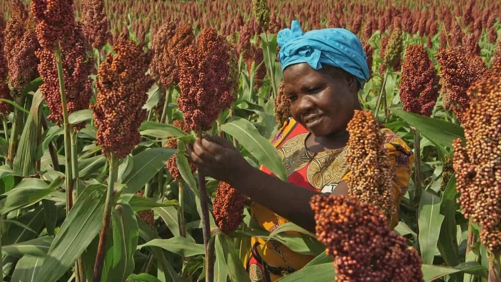 Kenya to host India-Africa International Millet Conference in August 2023 