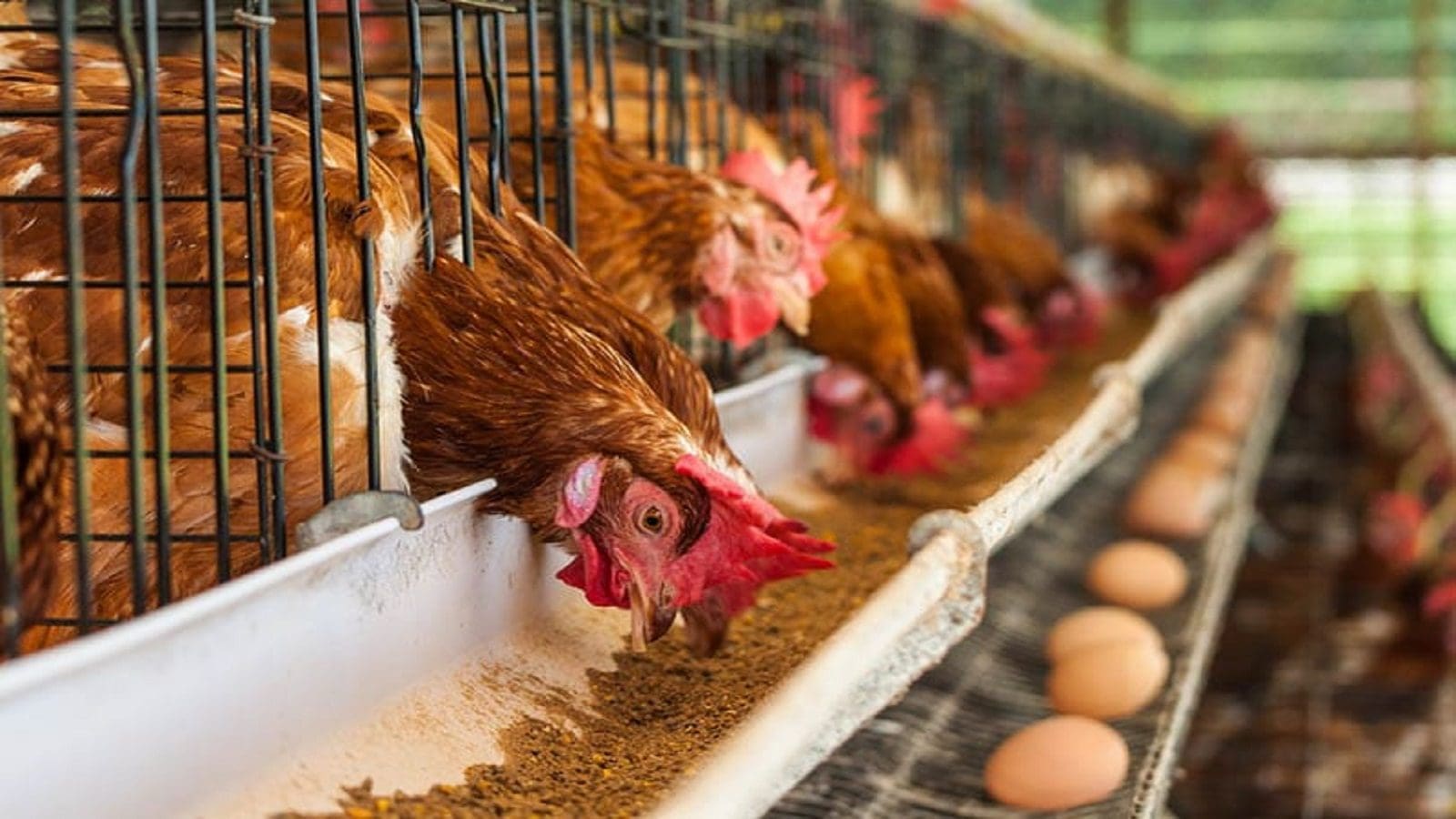 Kenyan Poultry Farmers protest trade deal with US to import poultry feed, products