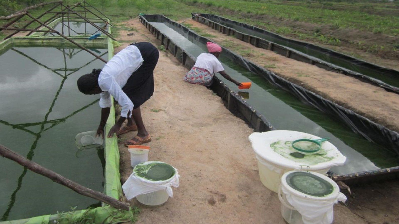 Ugandan government launches spirulina fish feed to protect silver fish supplies 