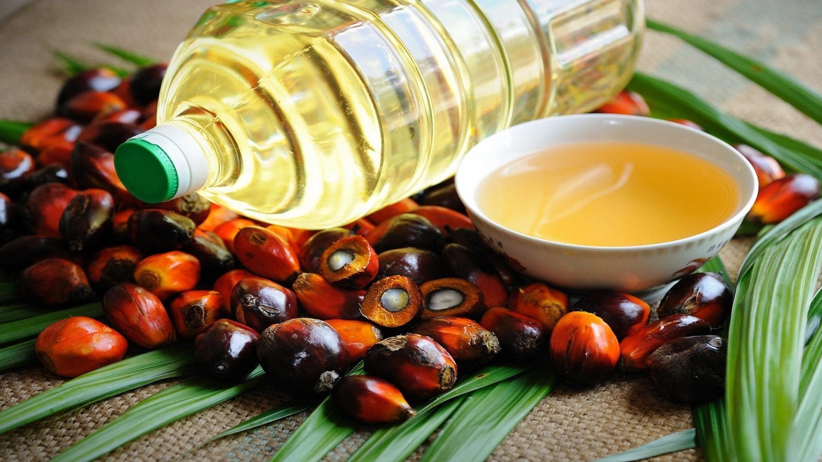 Chinese firm launches construction of a palm oil production unit in Côte d’Ivoire