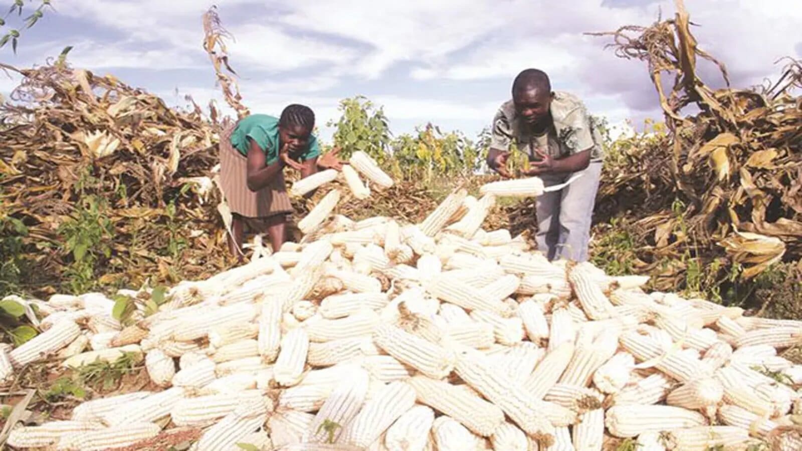 Relief for Kenya as bumper harvest looms, maize prices drop by 15%