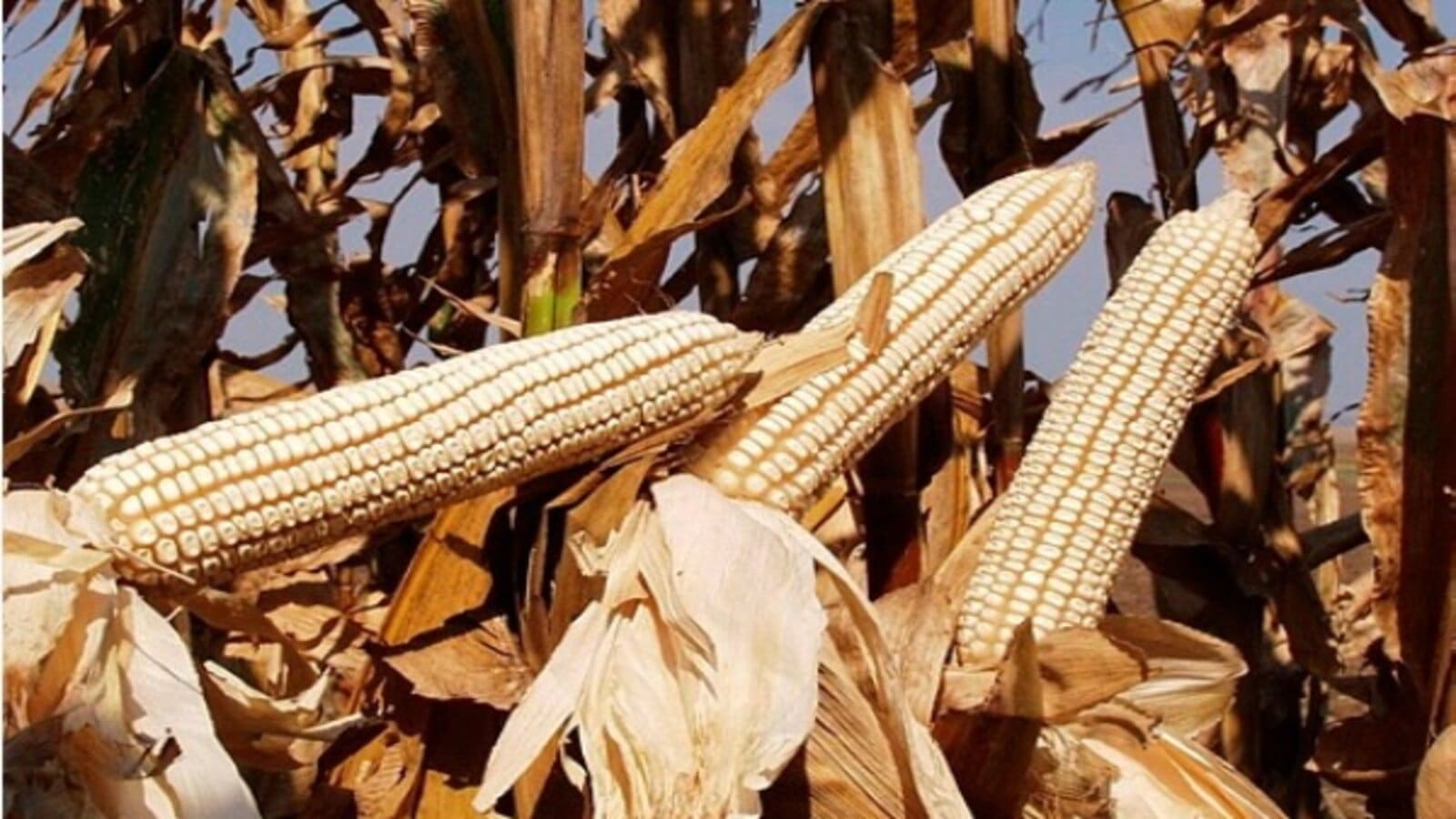 Zimbabwe on course to export maize to East Africa after a bumper harvest