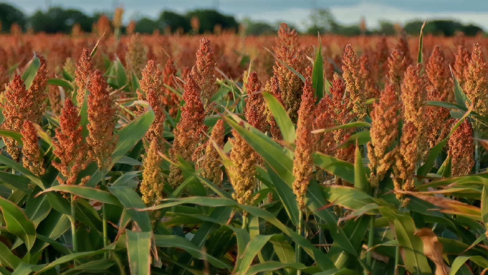 Wheat genes enhance sorghum growth, paving the way for sustainable biomass solutions