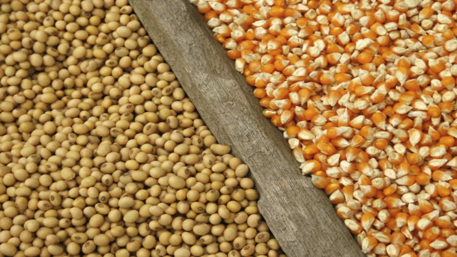 Maize farmers in Ghana opt for sesame, soya beans due to high cost of production