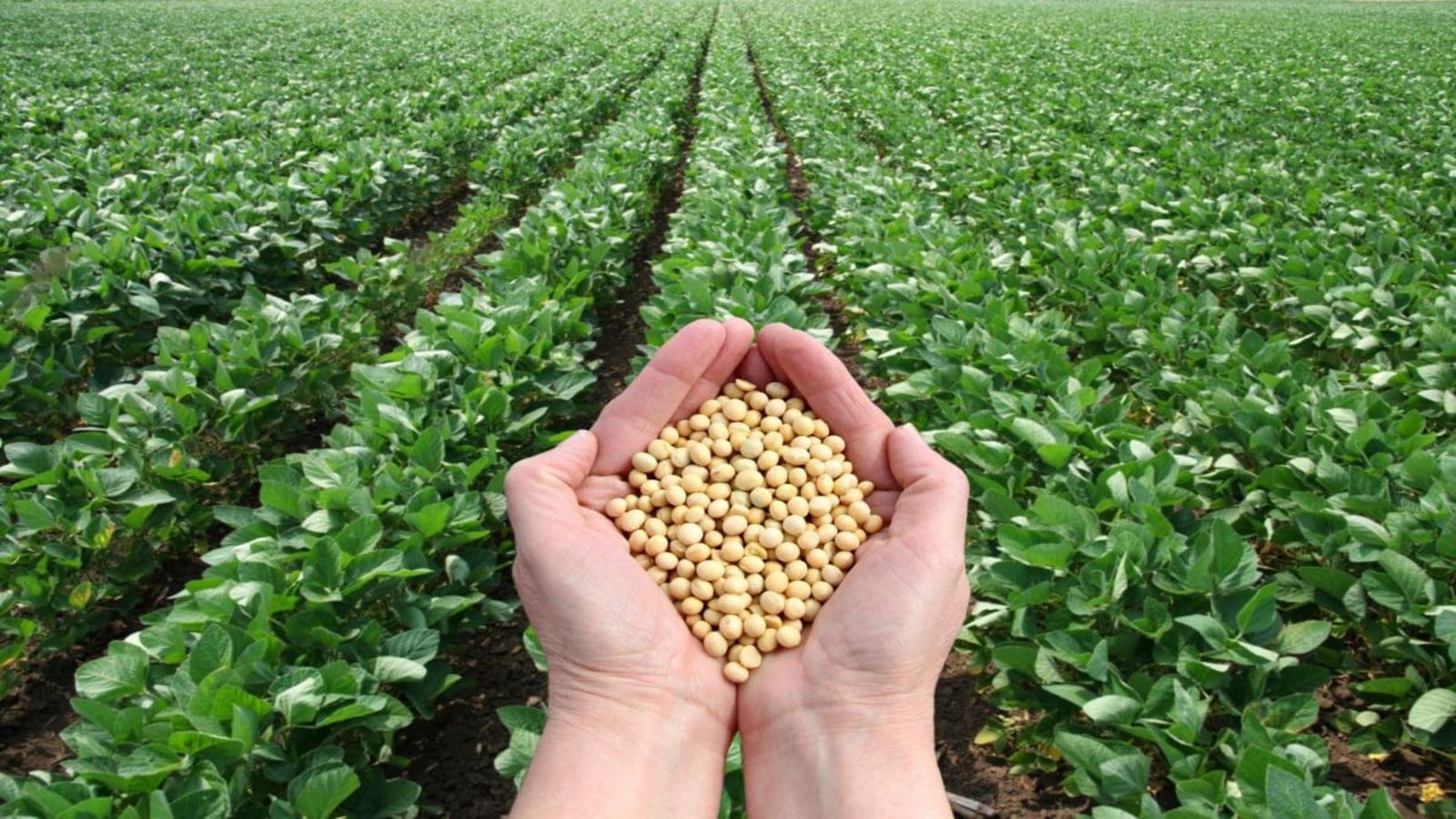 China soybean imports from US plummet by 63%, shifting to Brazil