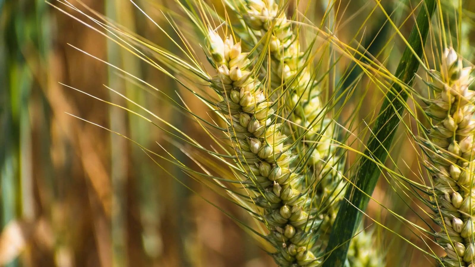 Scientists complete einkorn genome to boost resilience in bread wheat  