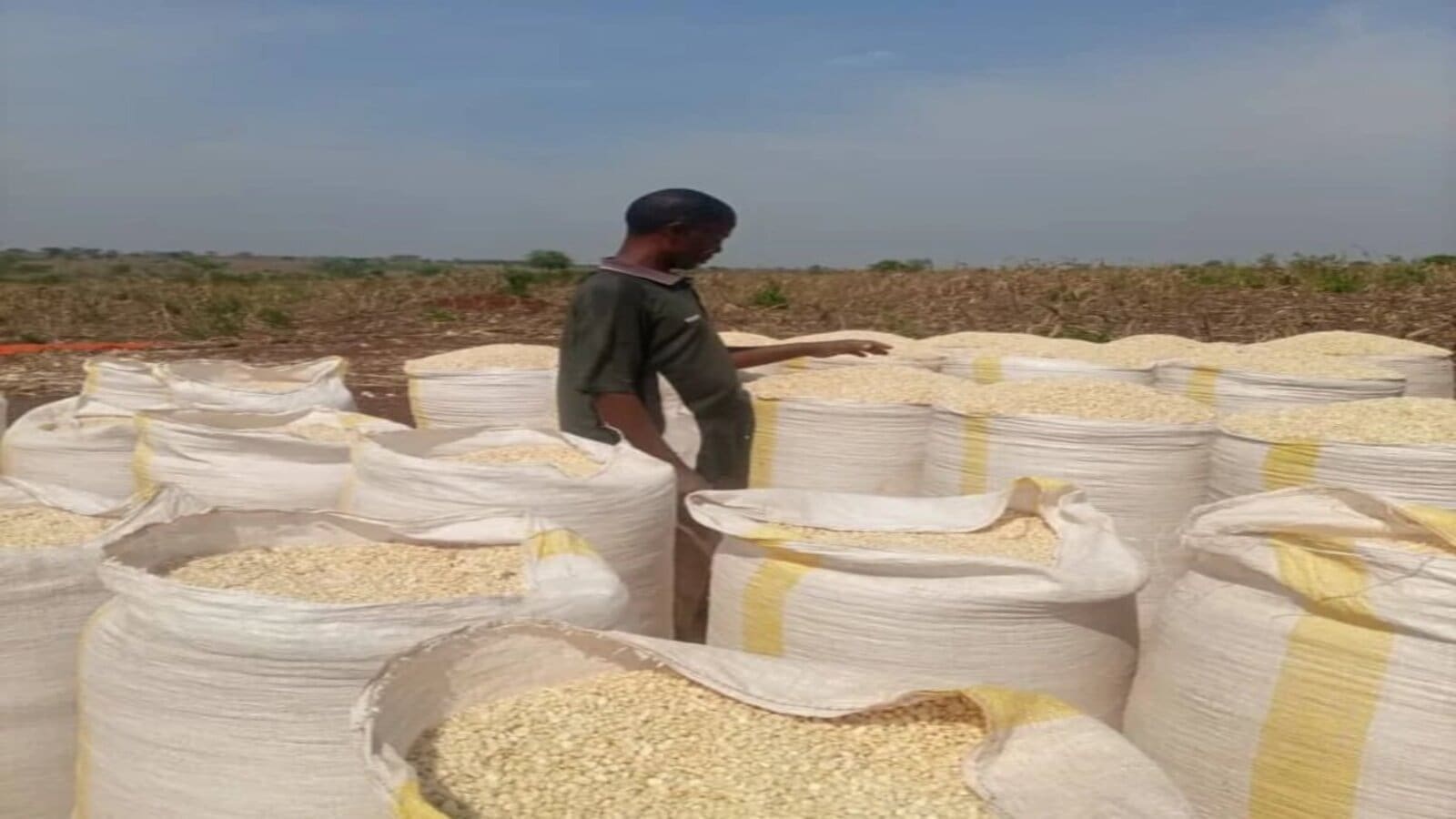 East Africa could have 240,000MT of maize on the market in the second half of the year