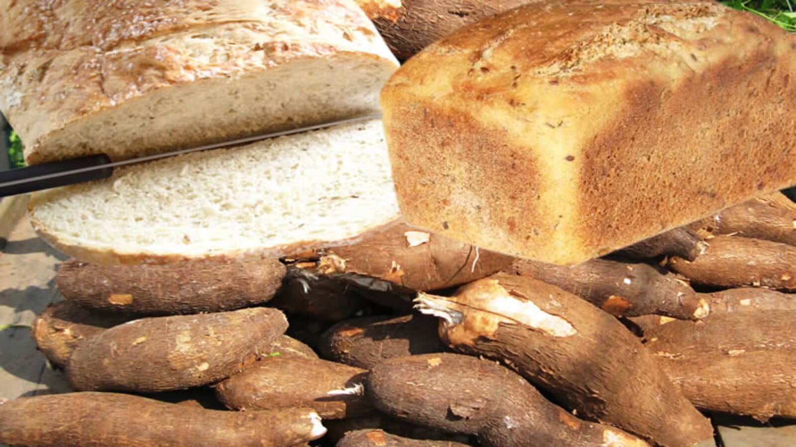 DRC turns to cassava in a move to reduce the cost of production of bread, wheat imports