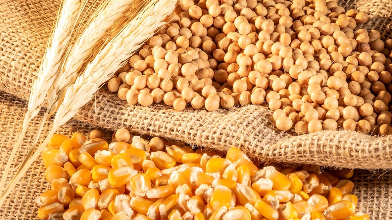 USDA report triggers corn and soybean price drop, wheat remains resilient