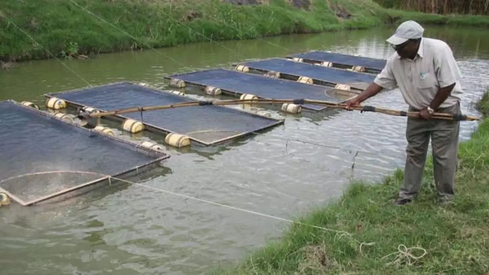 Olam Agri  hailed for boosting aquaculture industry in Nigeria