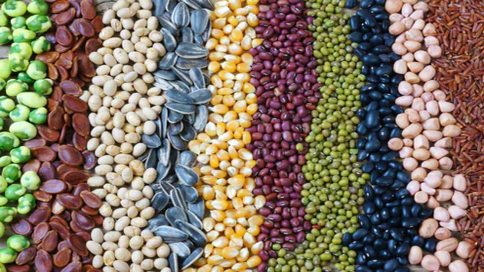 Quality seed shortage threatening food security in Nigeria: Experts