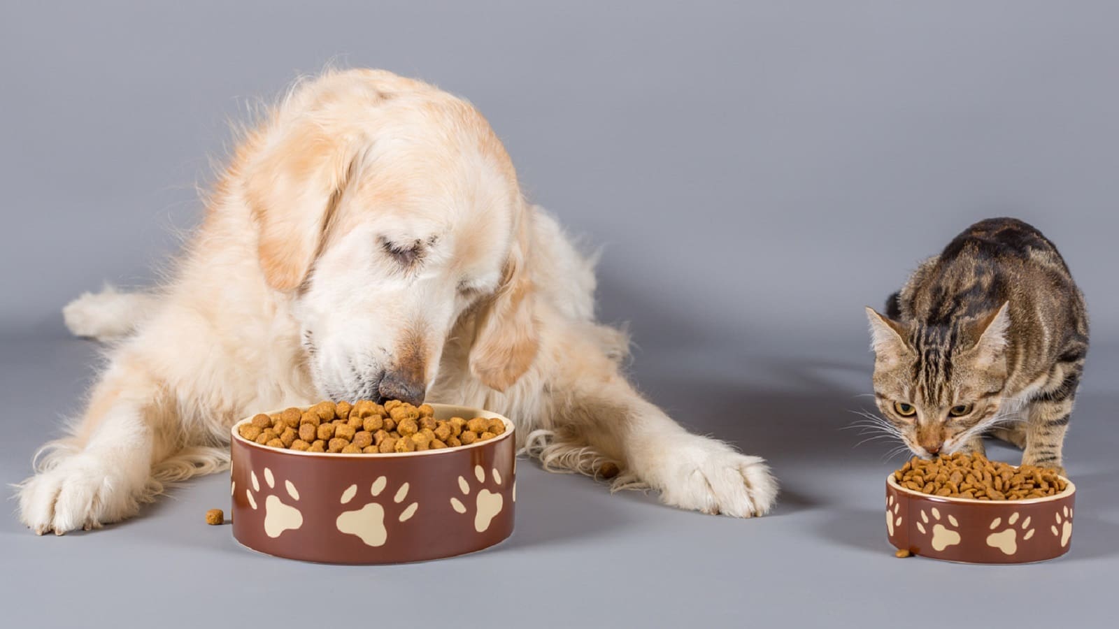 Corbion launches new ingredient to help manufacturers effectively include DHA in pet food