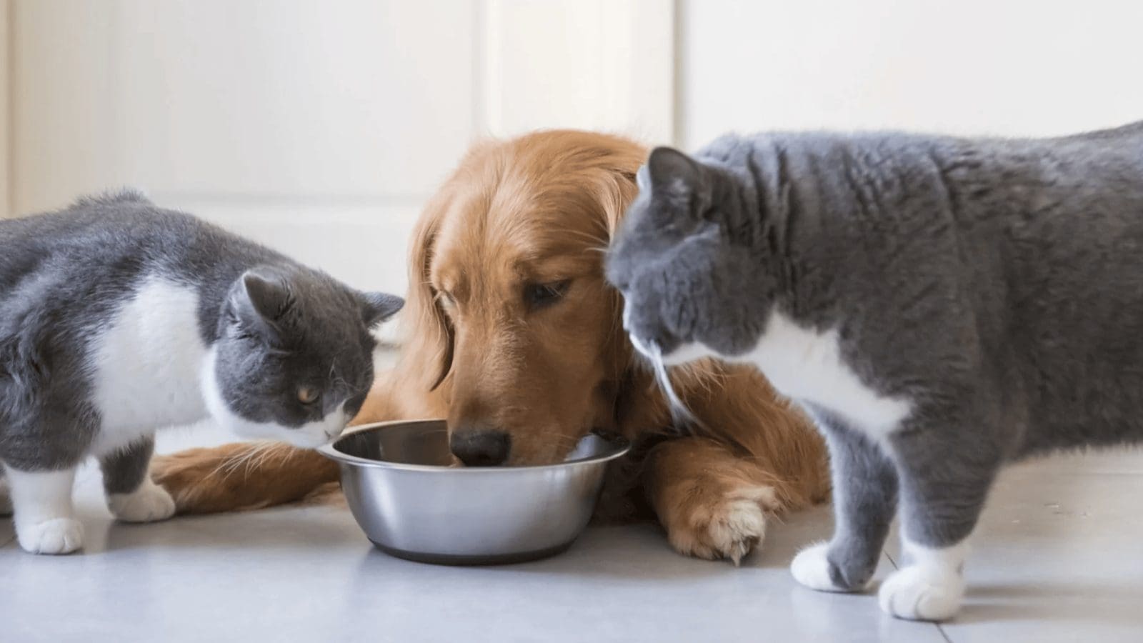 Rising cases of salmonella in raw meat-based pet food cause concern in the UK