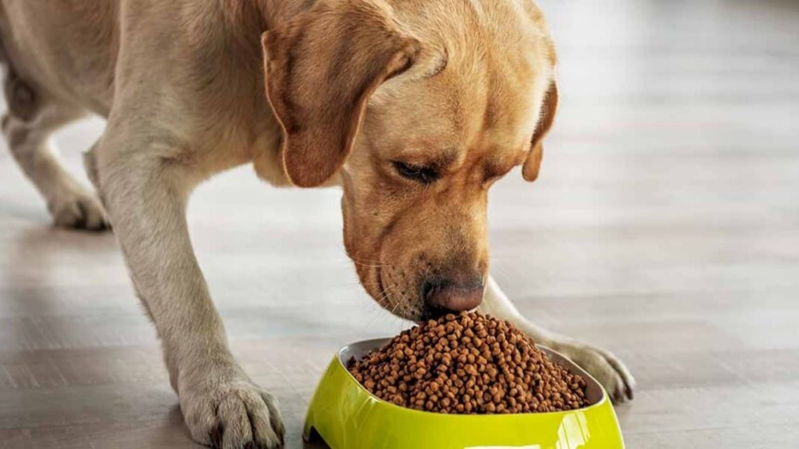 New research disproves link between grain-free dog food and DCM