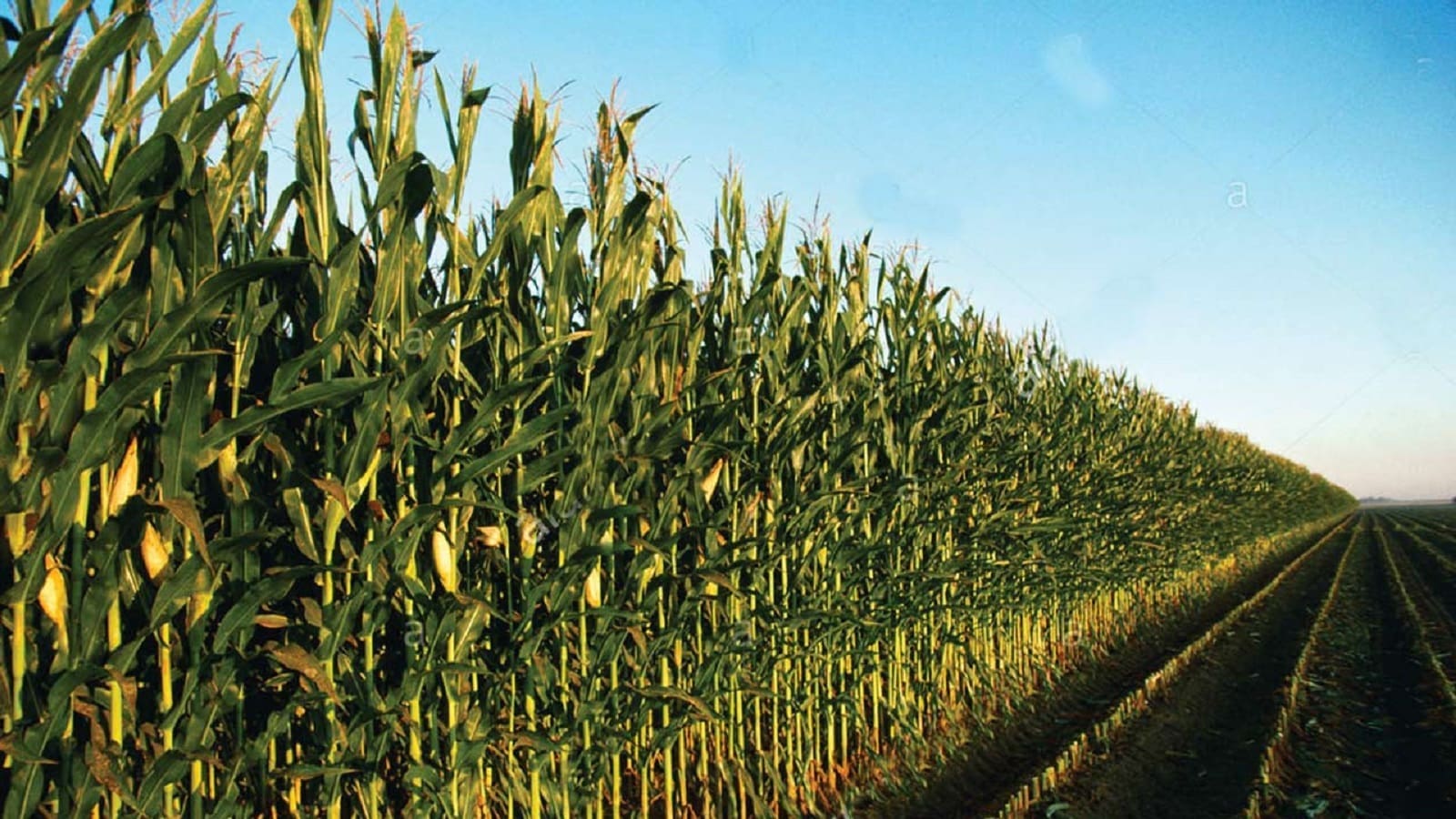 South Africa maintains its net corn exporter status despite production shrinking by 7%