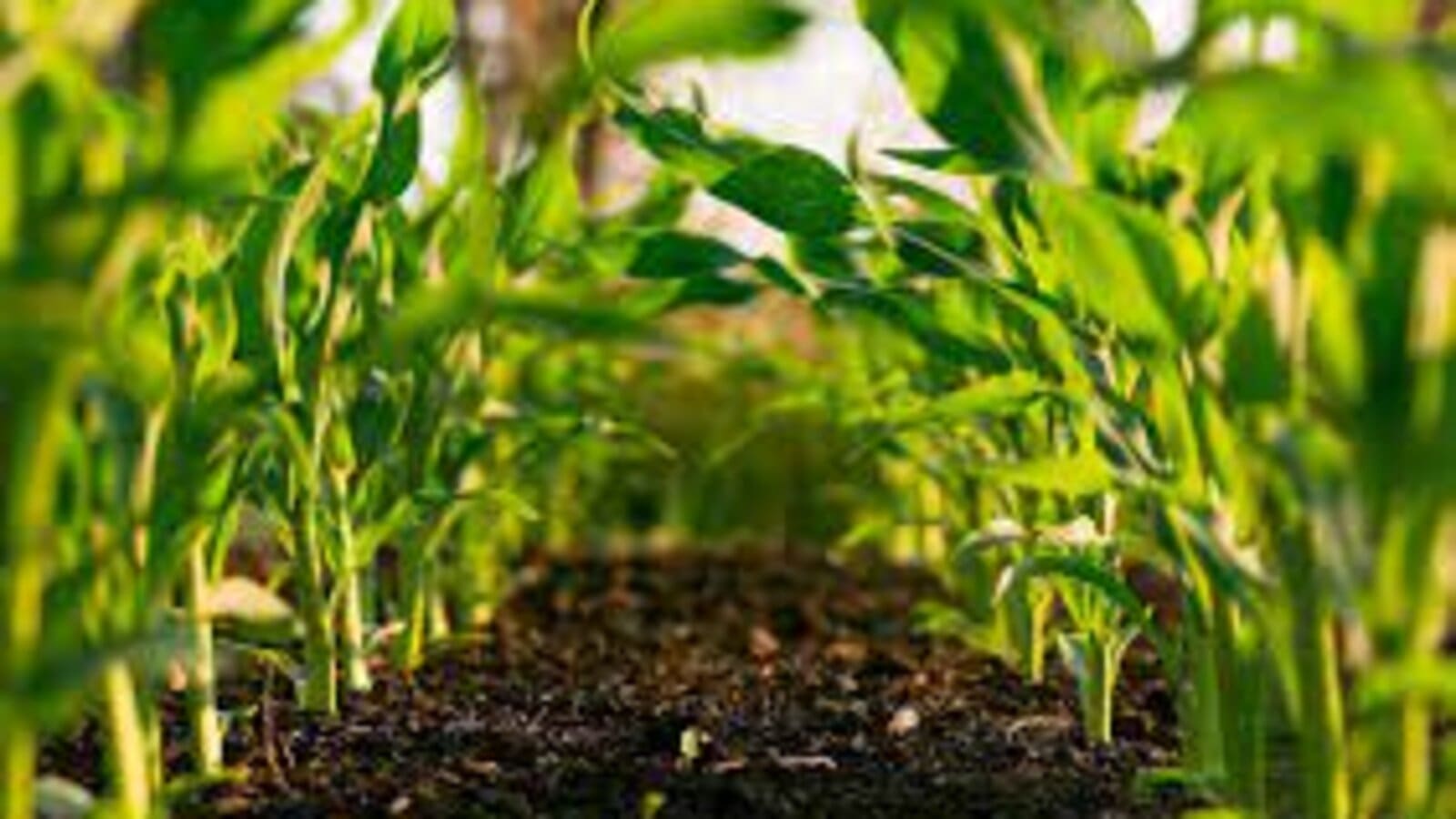 Scoular announces partnership with Regrow to launch regenerative agriculture program