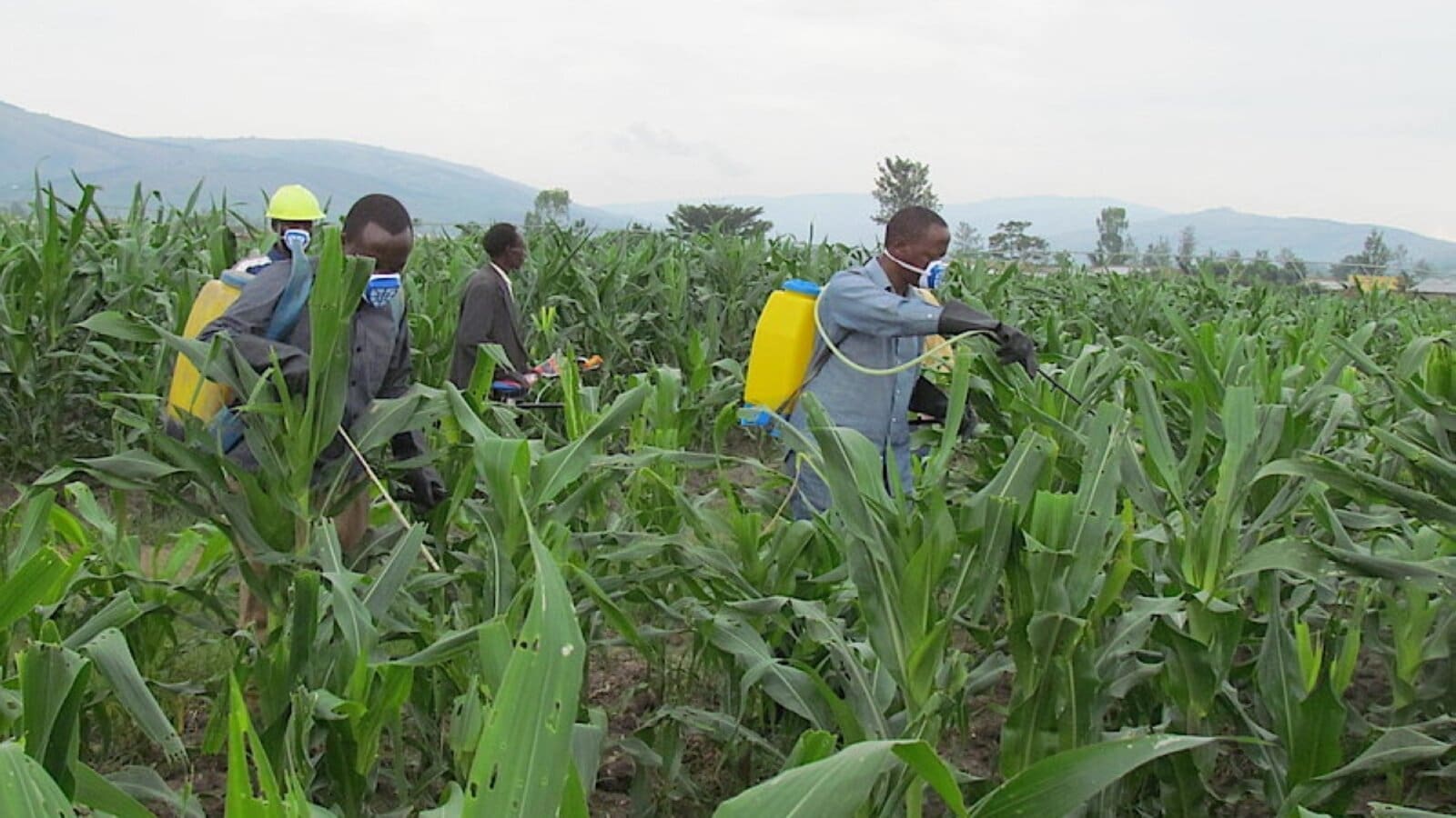 Rwandese maize farmers worried as fall army warms build resistance to pesticides