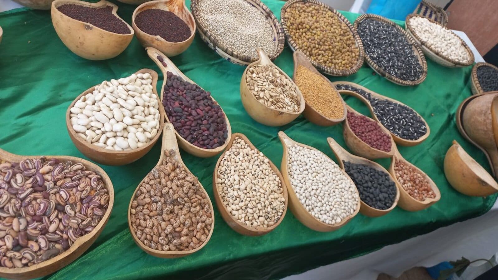 Food systems experts want state to ease restrictions on circulation of indigenous seeds in Kenya