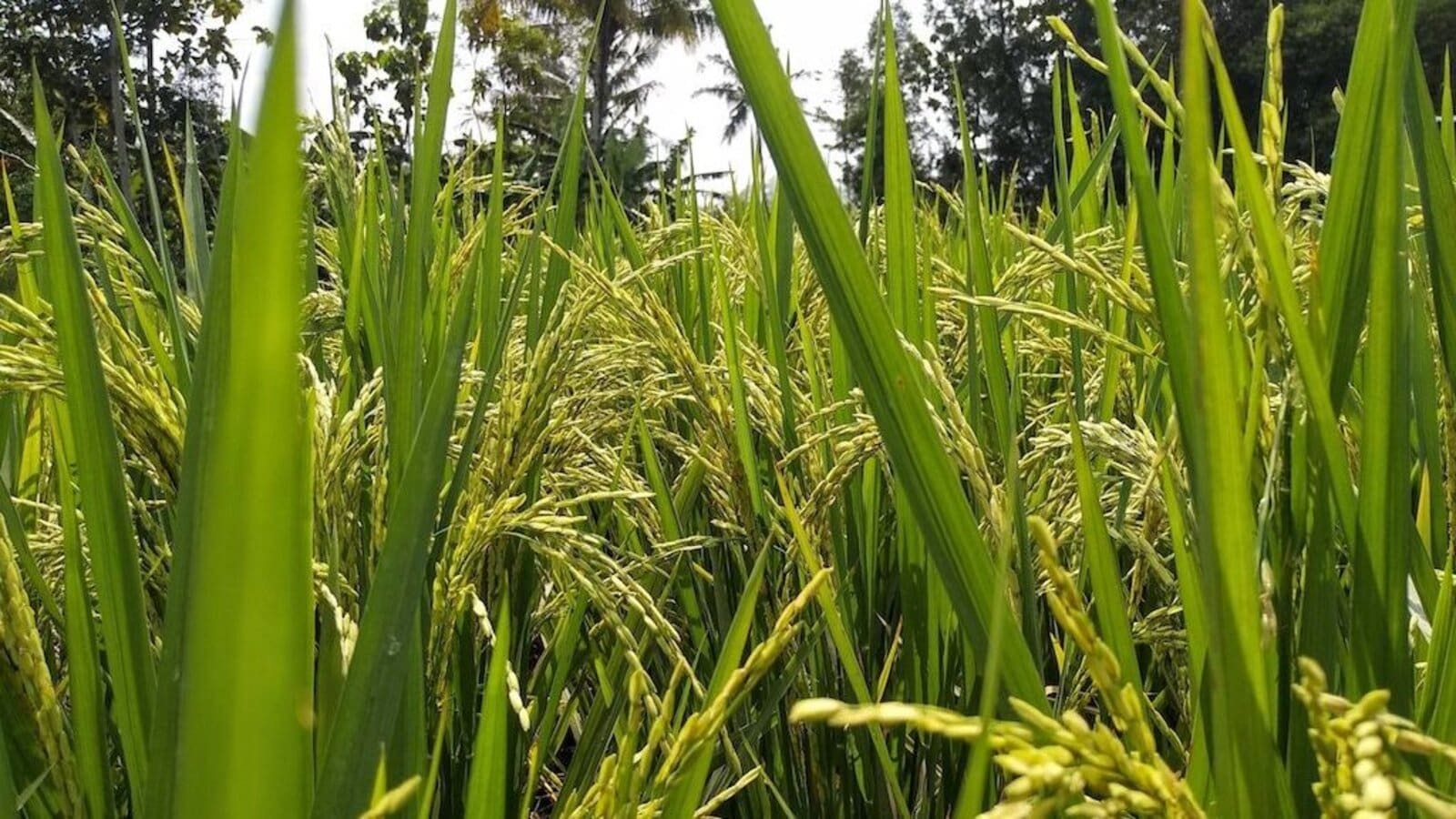 Kenya’s Mwea Irrigation Scheme to increase rice harvest by 33%