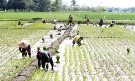 Lack of mechanical driers posing safety concerns in post-harvest rice handling in Ghana