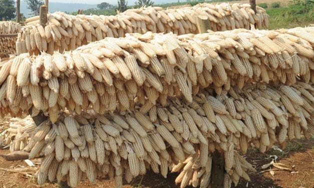 Maize farmers hail state’s new farmgate capped prices