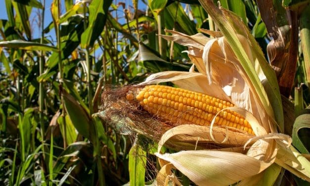 IGC reveals downward revision in global maize production