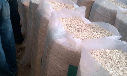 Maize prices in Kenya dip 19% as cheaper imports from Uganda enter informal markets