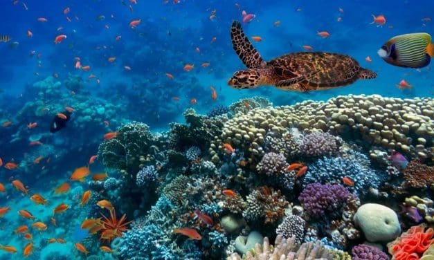 Purina Europe launches ocean restoration program to restore marine habitats