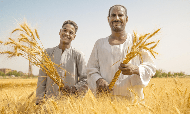 COUNTRY FOCUS: EGYPT – stretching finite resources to meet burgeoning grain demand 