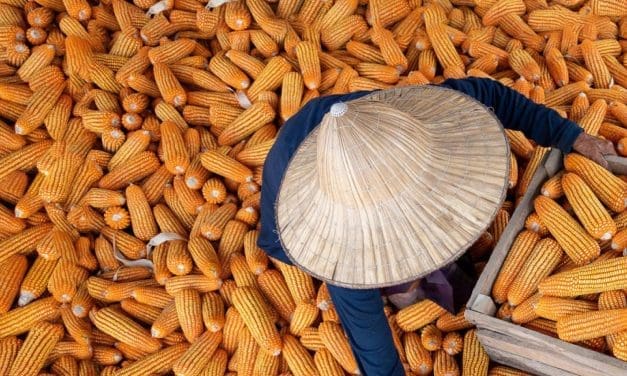 FAO reports continued decline in food prices despite concerns over global food insecurity
