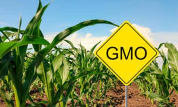 Zimbabwe warns against illegal importation of GM grains