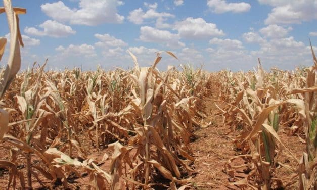 Zimbabwe expects maize harvest to fall 70%, the lowest level in 8 years