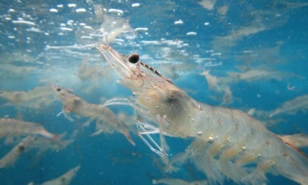 Skretting launches shrimp diet, Nutreco shifts to green electricity